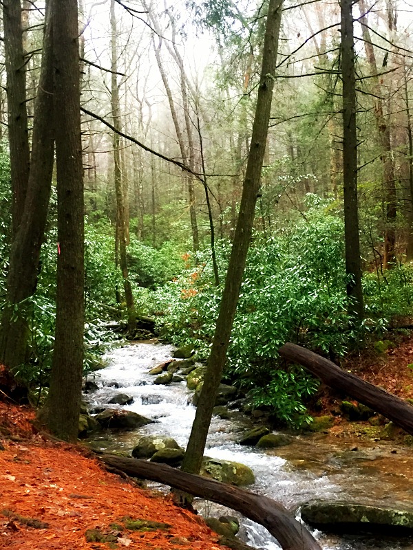 Vogel State park in north Georgia
